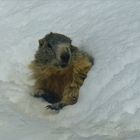 Marmotta