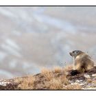 Marmotta