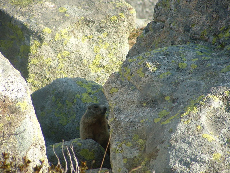 marmotta