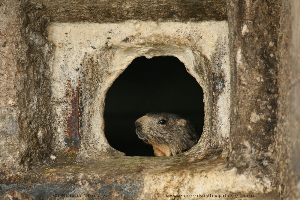 Marmotta di guardia al Moncenisio