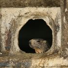 Marmotta di guardia al Moncenisio