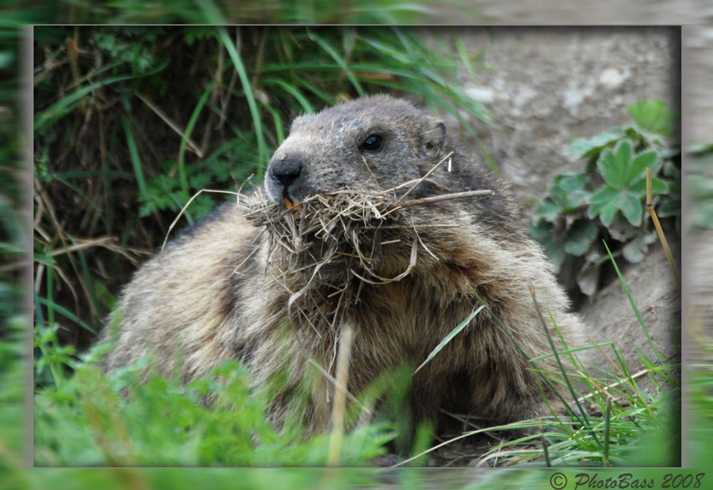 Marmotta di Rhemes (Valle d'Aosta) #1