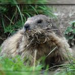 Marmotta di Rhemes (Valle d'Aosta) #1
