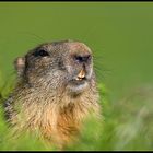 Marmotta