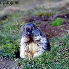 Marmotta (Gran Paradiso)