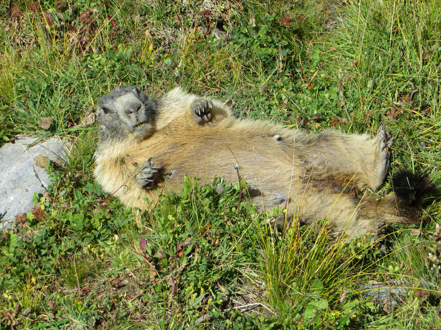 Marmotta in difesa