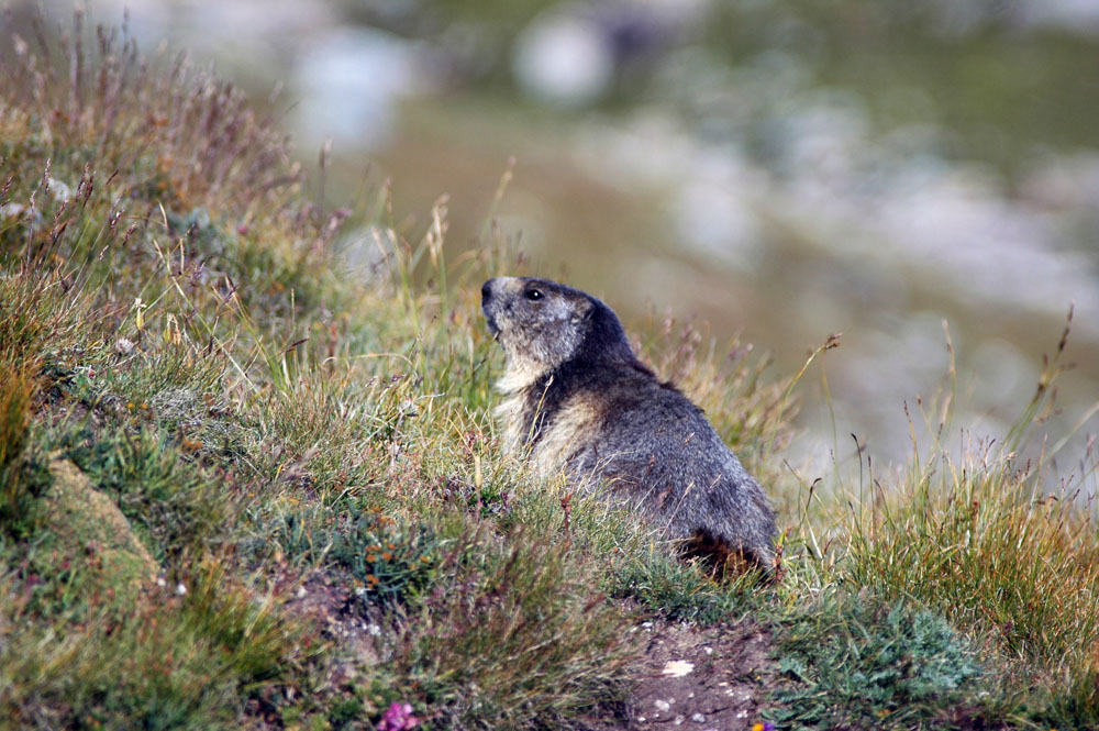 marmotta in posa