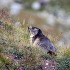 marmotta in posa