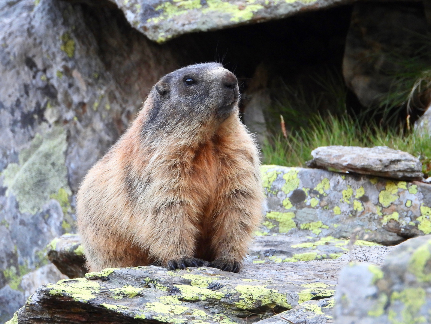 Marmotta in posa