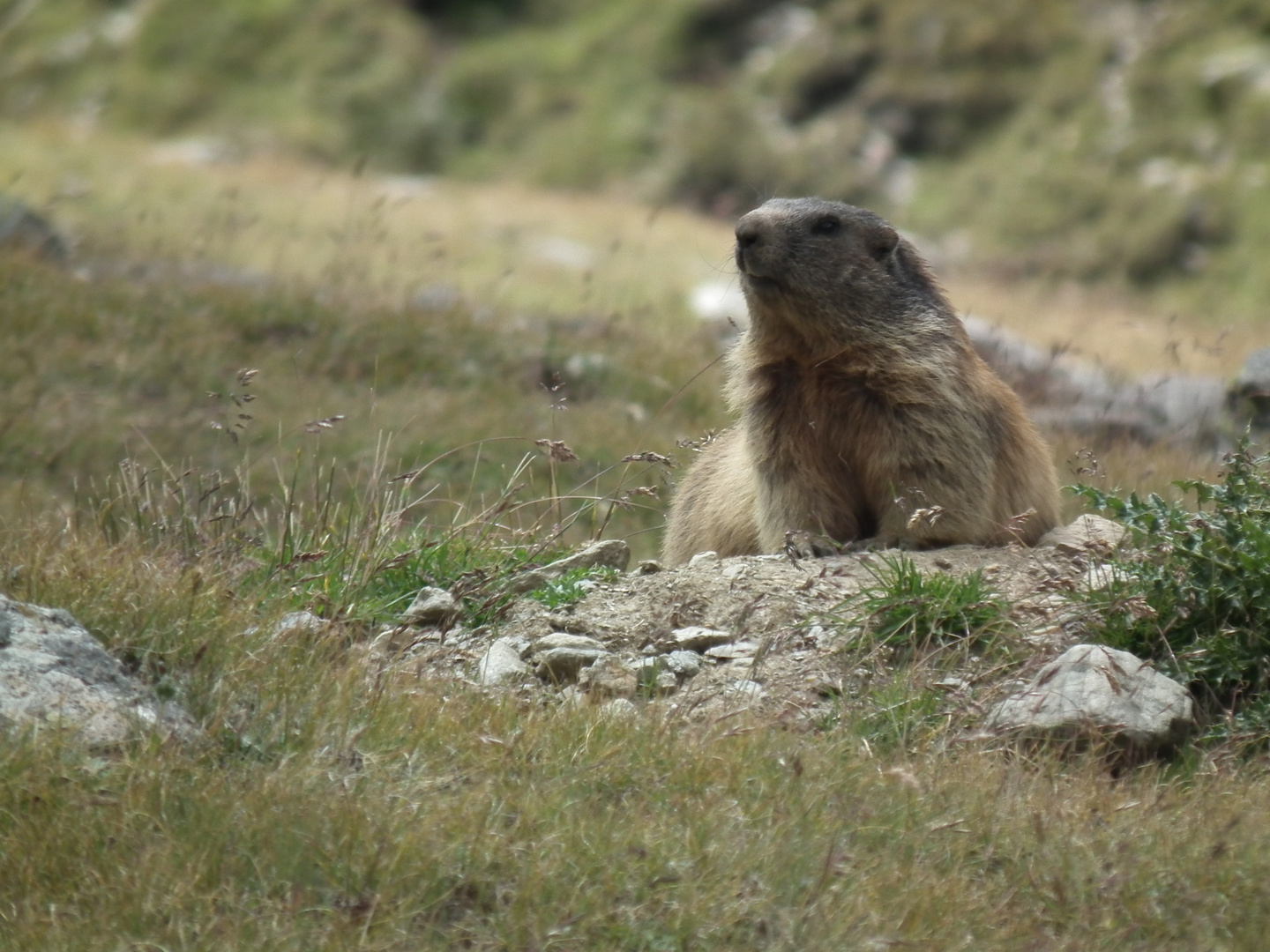 Marmotta in Val Cedèc