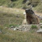 Marmotta in Val Cedèc