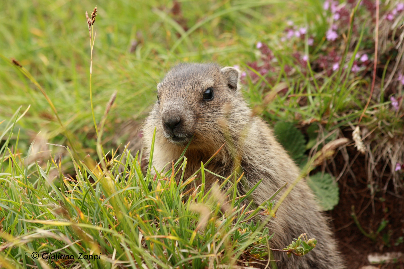 Marmotta (Marmota marmota)