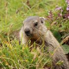 Marmotta (Marmota marmota)