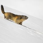 Marmotta (Marmota marmota)