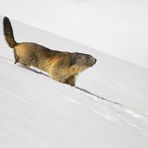 Marmotta (Marmota marmota)