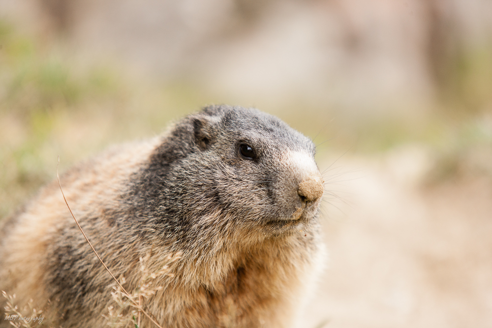 Marmotta Marmotta