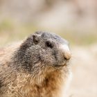 Marmotta Marmotta