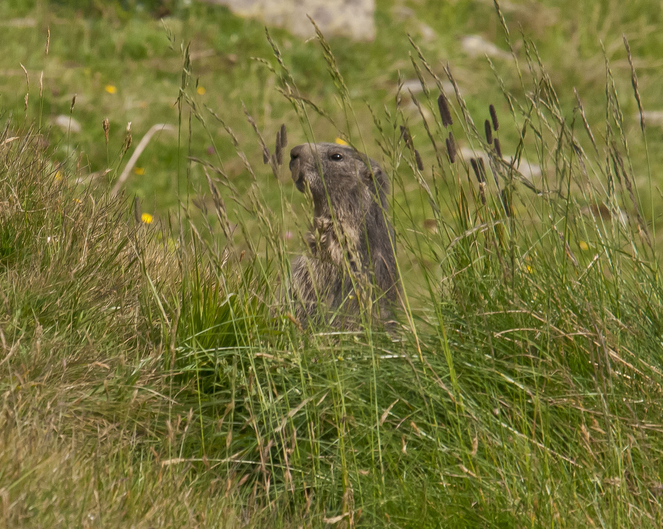 Marmotta Piccolo.S.Bernardo