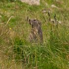 Marmotta Piccolo.S.Bernardo