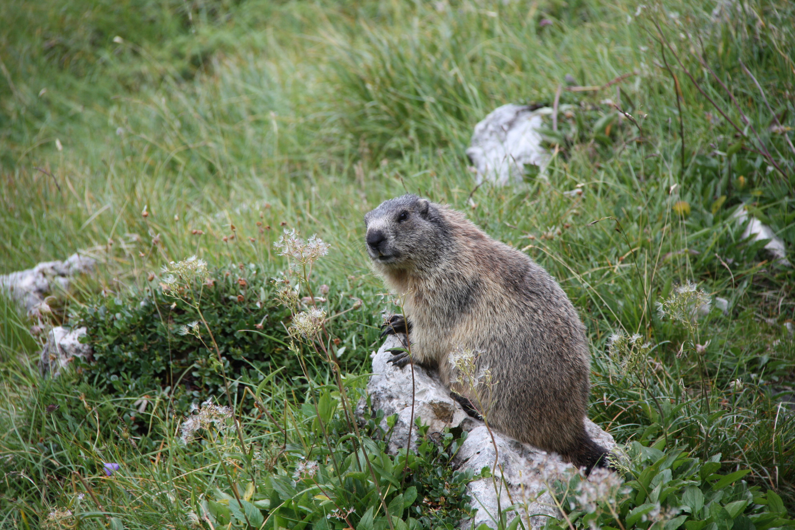 Marmotta-Roda de Vael
