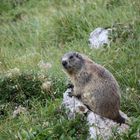 Marmotta-Roda de Vael