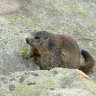 marmotta sospetta