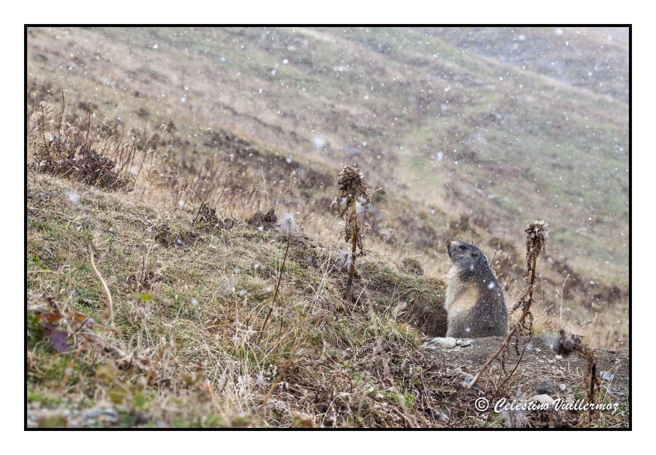 Marmotta sotto la prima nevicata