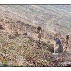 Marmotta sotto la prima nevicata