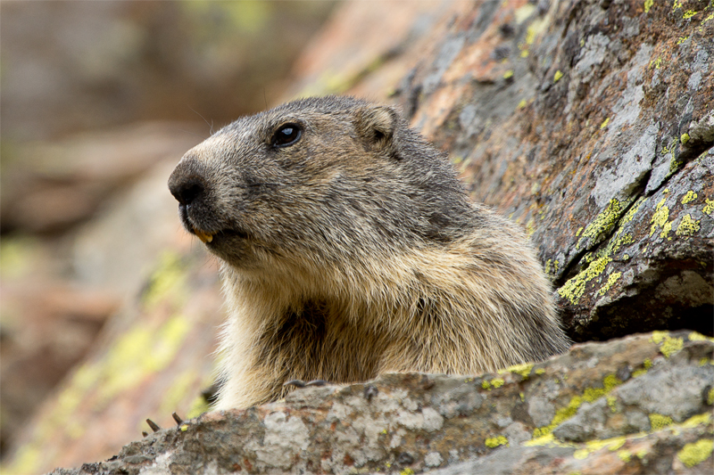 Marmotta vanitosa!!