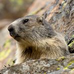 Marmotta vanitosa!!