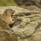 Marmotta02