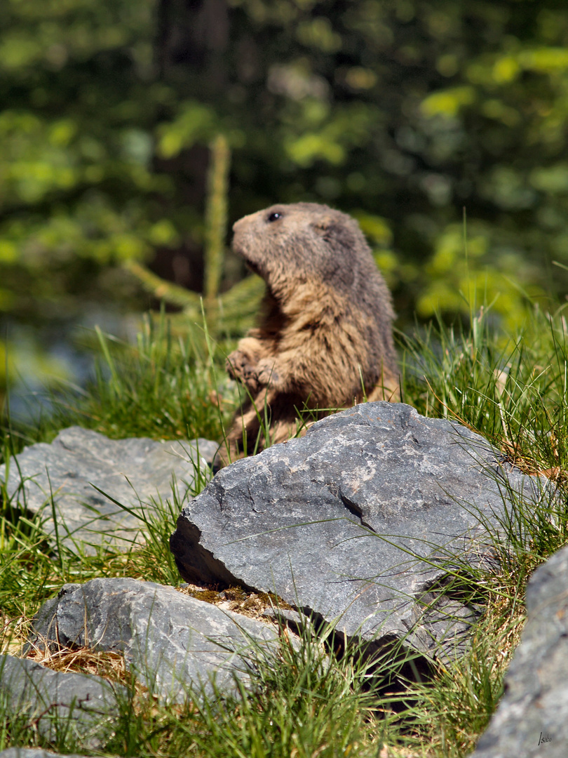 Marmotte