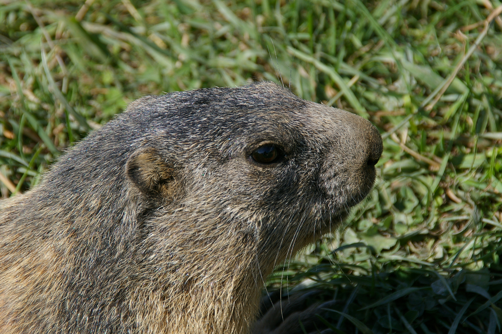 Marmotte