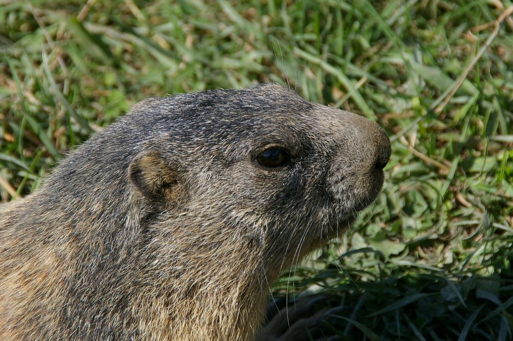 Marmotte de béa marseille 