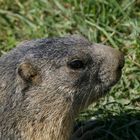 Marmotte