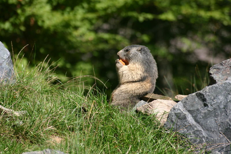 marmotte