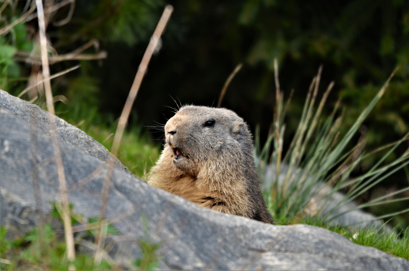 marmotte