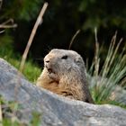 marmotte