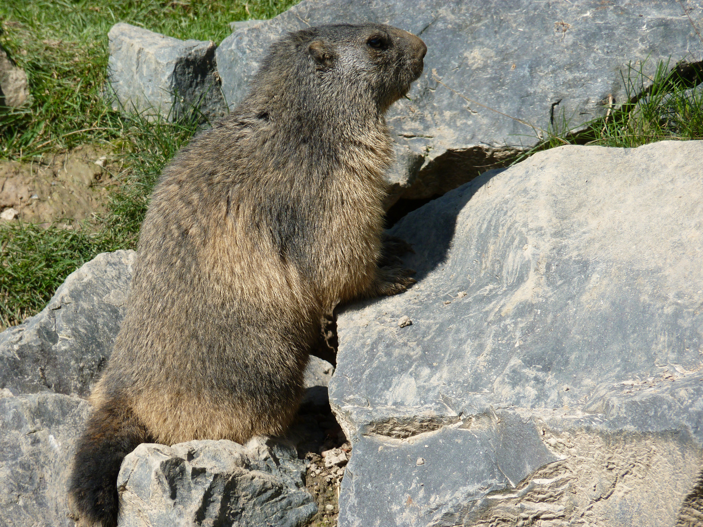 Marmotte 2.