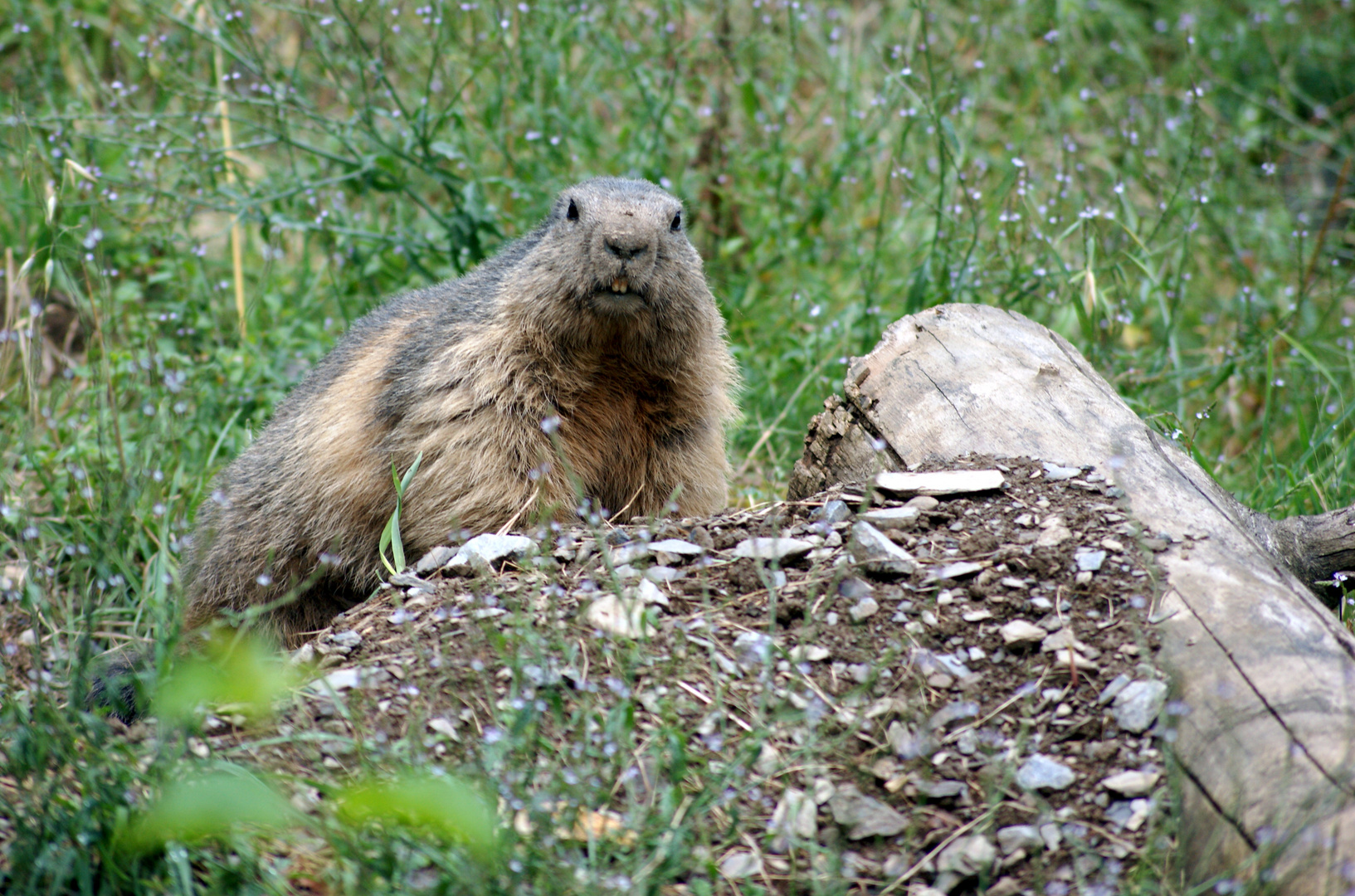 Marmotte