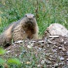 Marmotte