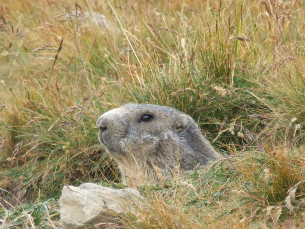 marmotte