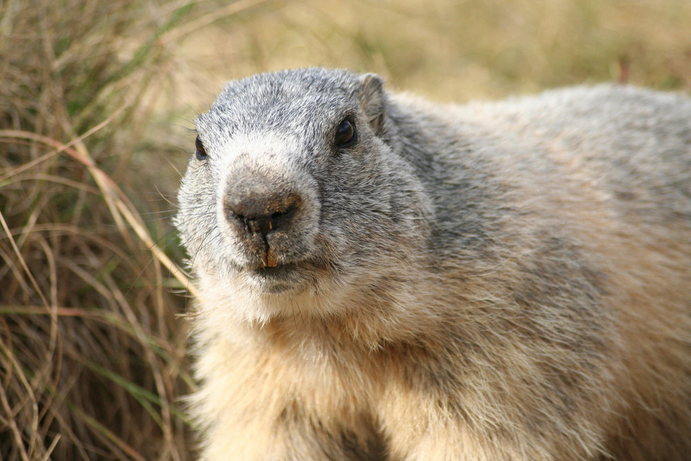 Marmotte