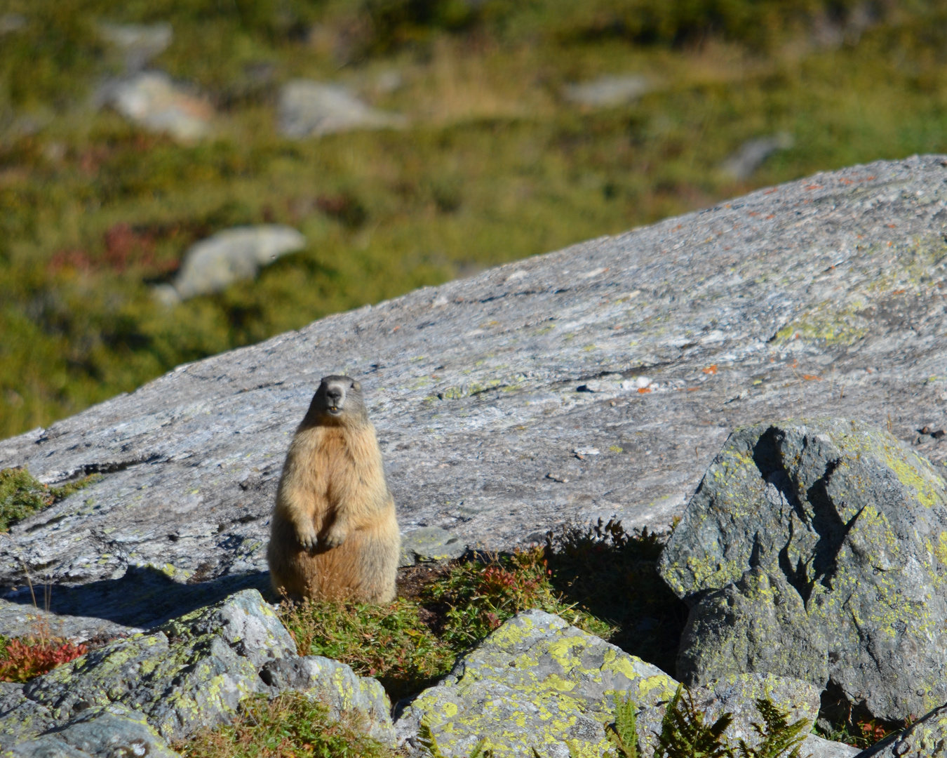 Marmotte 3