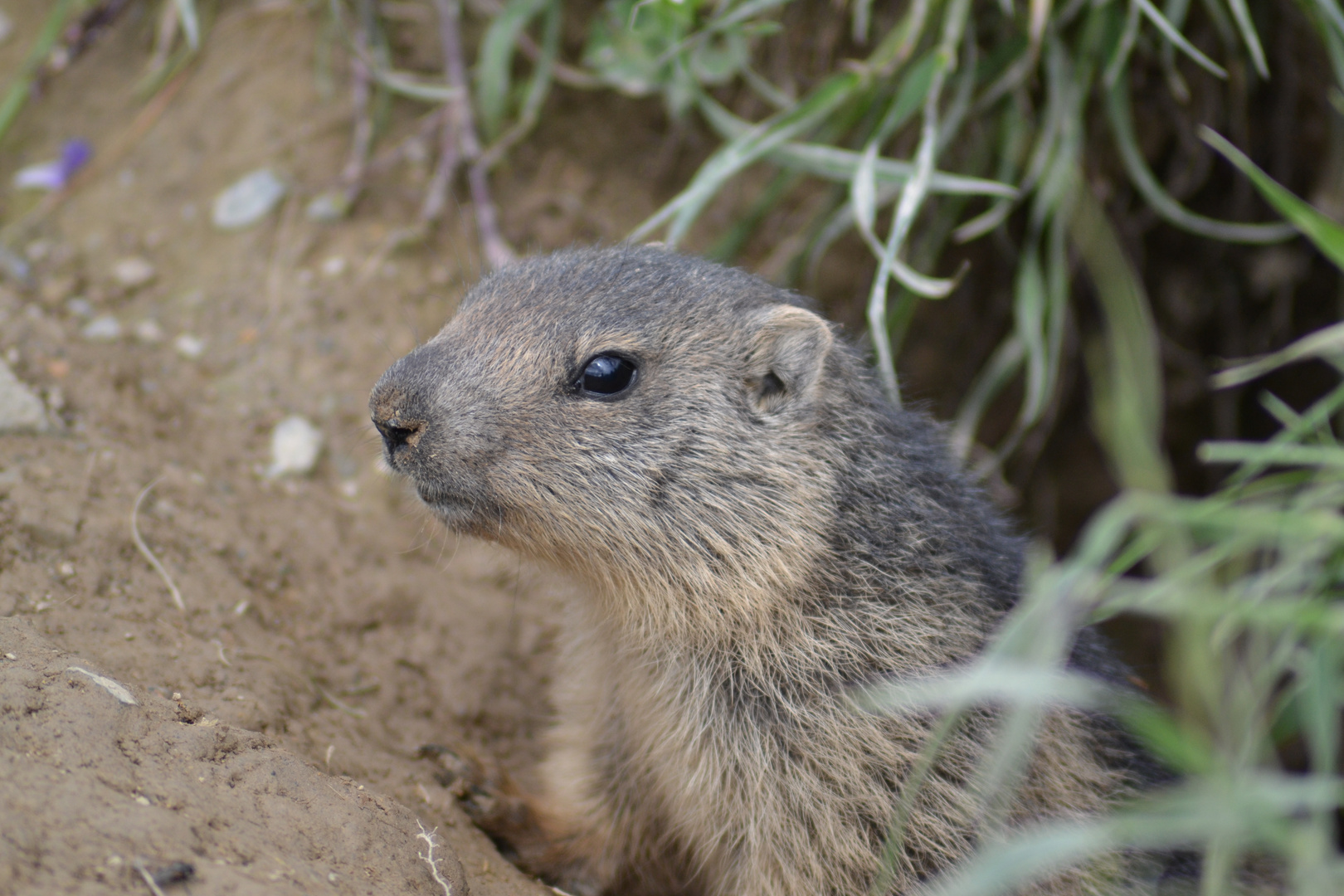 marmotte