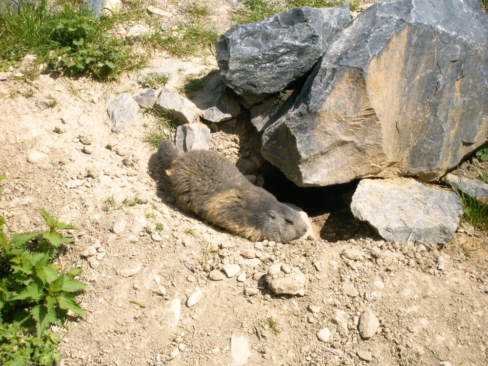 Marmotte