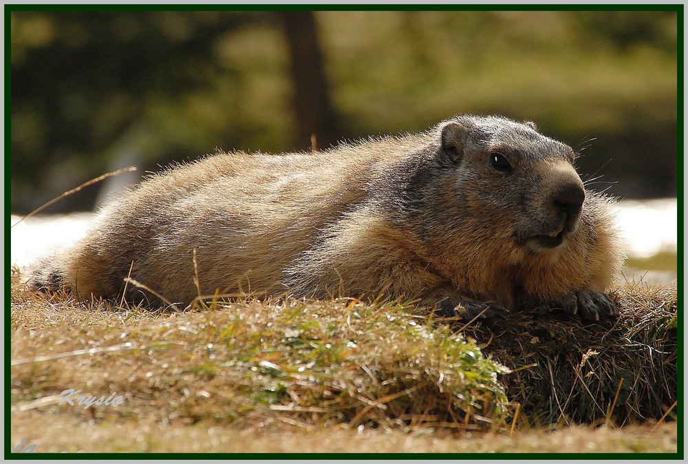 marmotte