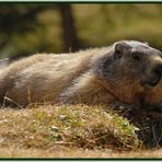 marmotte