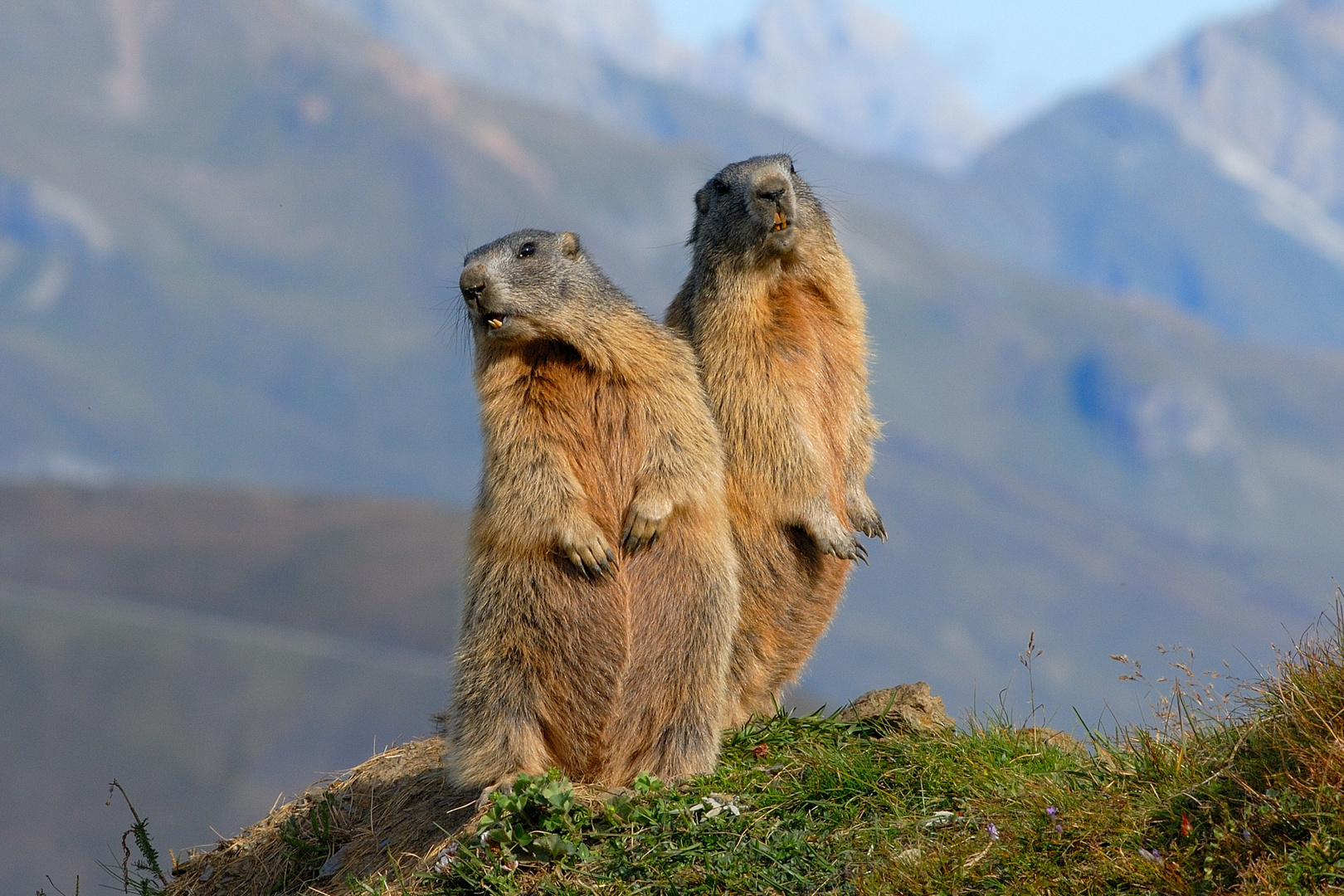 Marmotte