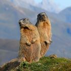 Marmotte